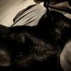[Image: Boo Boo Takes A Nap by LordOfVisions]
