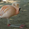 [Image: Flamingo shot on 1D x by MNS1974]