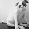 [Image: Buster 6 Months by goforjared]