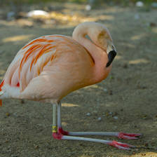 [Image: Flamingo by MNS1974]