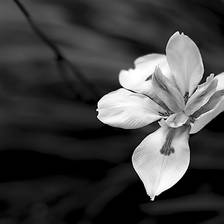[Image: Safety of Transience by shutterdrone]