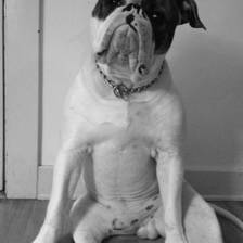 [Image: BusterSitting.JPG by goforjared]