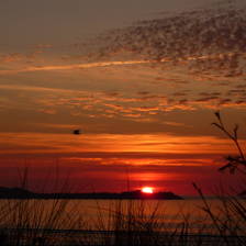 [Image: test, with seagull by MJ]