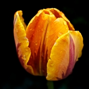[Image: Tulips by jonchrist]