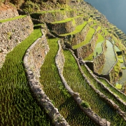 [Image: SFW011 Batad Banaue Rice Terraces Philippines 005 by SeanFWhite]