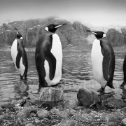 [Image: SFW030 South Georgia Island 003 by SeanFWhite]