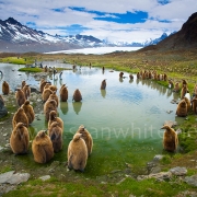 [Image: SFW029 South Georgia Island 001 by SeanFWhite]